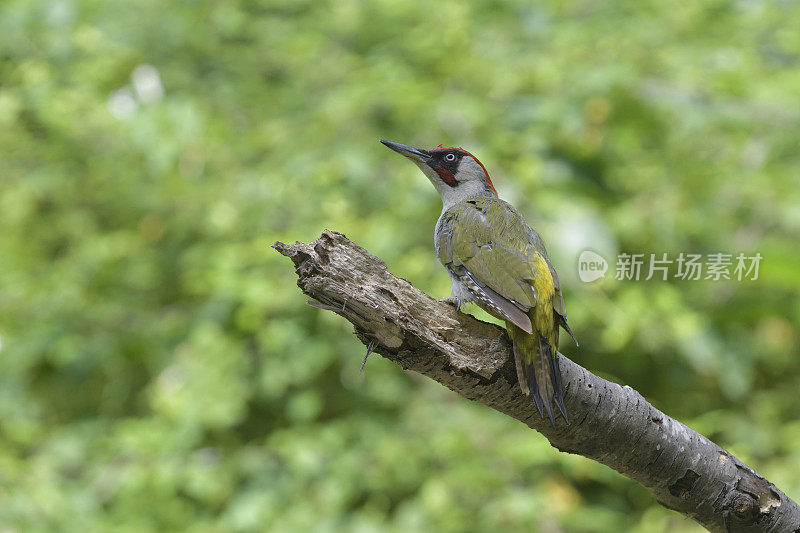 绿啄木鸟(Picus viridis)